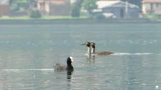 Aquatic birds at Lario