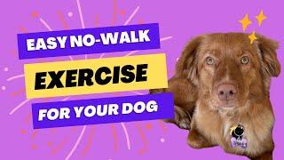 Exercise your dog without a Walk - Duck Tolling Retriever Edition