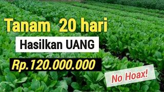 7 TANAMAN SUPER CEPAT MENGAHASILKAN UANG  +MUDAH DITANAM