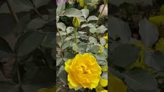 Yellow Rose#Hybrid Rose#RoseGarden#RoseLover#Yellow#trending#viral#shorts##Roseday#love#reels 