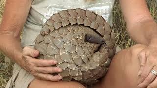 What is a Pangolin? - The Pangolin No Time to REST