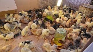 Цыплята кур разных пород Орпингтон Брама Кохинхин. Хозяйство Гуковские куры