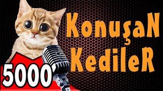 Komik Kedi Videoları - Konuşan Kediler 5000 - YENİ BÖLÜM