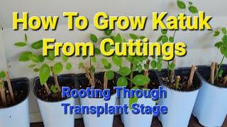 How To Grow Katuk From Cuttings - Rooting through Transplant stages