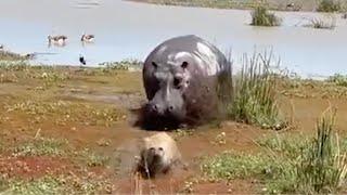 Angry Hippo Chases Hyena After it Bites Him  World Wild Web