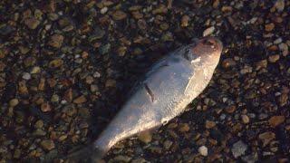 Fish rain from sky in Texarkana