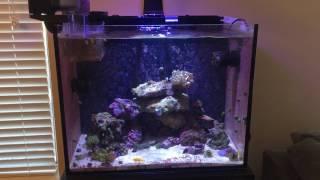 40 Gallon Reef Tank