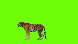 Green Screen Tiger video