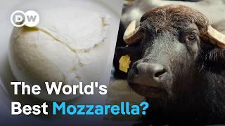 How buffalo mozzarella is made in Italy