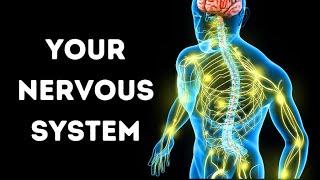 A Journey Through Your Nervous System