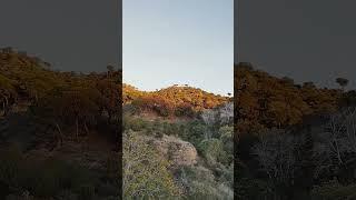 Muchos pinos muertos en los montes de Málaga