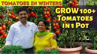 100+ टमाटर एक ही गमले से कैसे ले सकते आप सब रामविलास जी की तरह  Take Heavy Fruiting on Tomato Tree