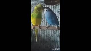 Милые попугайчики Кеша &Гоша