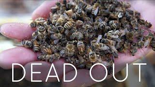 DEADOUT - Why Did They Die? - post-mortem hive check not my bees - Emmy Bee Vlogs  S3 E1 2019
