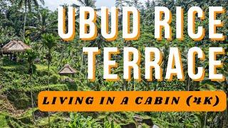 Bali Ubud Rice Terraces Cabin Living Experience  Authentic Bali Experience with Relaxing Music 4K