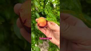 Santa Rosa Plum ️ #plum #santarosa #fruit #organic #gardening #fruitreview #stonefruit