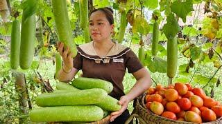 Harvest Gourds & Tomatoes Goes to market sell - Daily life Animal Farm Live with nature