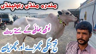 Today mandra mandi  2024 latest update ll domail mandi ll dhani bull ll jamil tv ll