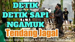 Detik detik Sapi ngamuk tendang jagal