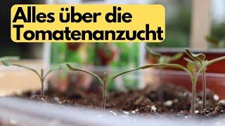 Tomaten richtig und einfach  aussäen- Tipps zur Anzucht ohne viel Aufwand