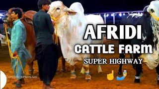 AFRIDI Cattle Farm  Super Highway Karachi  Cow Mandi 2024