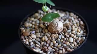 Dioscorea elephantipes Elephants foot succulent