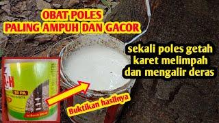 OBAT POLES TERBARU 2024 ‼️ Paling ampuh sekali poles getah karet mengalir deras dan melimpah