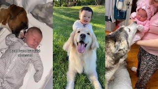 Special bond between dogs and babies  TikTok Compilation