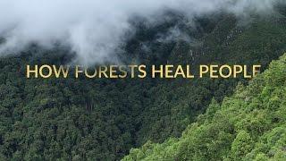 Forest Bathing  Shinrin-Yoku  Healing in Nature  Short Documentary