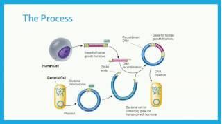 Recombinant DNA