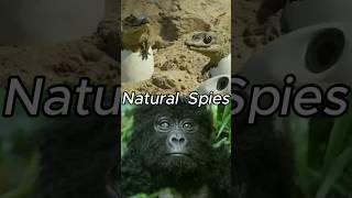  Secret Filming in Nature -Spying on Animals #shorts