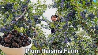 Cosechamos toneladas de ciruelas para la pasa en un solo Dia harvesting plum raisins 