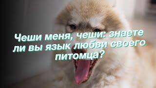 Чеши меня чеши знаете ли вы язык любви своего питомца?