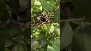 How the Raccoon Climbs to the Deck