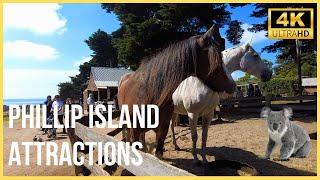 PHILLIP ISLAND Biggest Tourist Attractions Churchill Island Walk