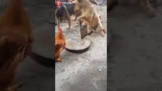 मुर्गा vs dog  who will eat to each other