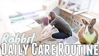 Rabbit Daily Care Routine 