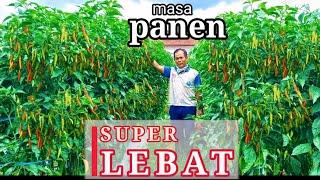 RAHASIA TANAM CABE SUPER LEBATSubur Tidak Harus Mahal part 2