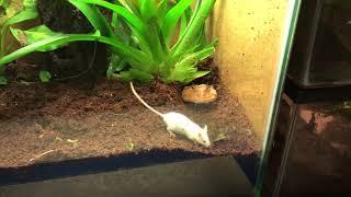 Surinam Horned Frog devours mouse