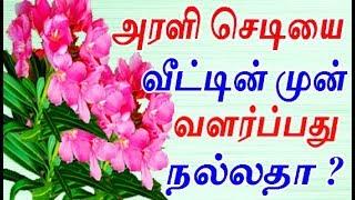 அரளி செடியை வீட்டின் முன் வளர்ப்பது சரியா ?  OLEANDER FLOWER  Planting Arali poo sedi