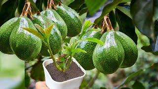 Rejuvenate the avocado tree in this way the plant grows very quickly