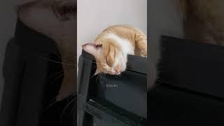 Kompilasi Kucing Tidur Lucu Imut