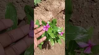 how to grow vinca plant vinca care tips