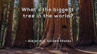 Whats the biggest tree in the world?