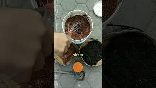 Cara menyuburkan Tanah dengan Kompos Organik Sampah dapur