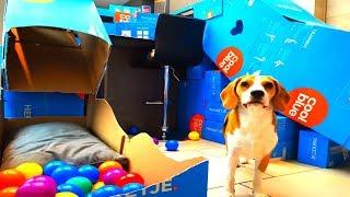 DIY Cardboard Dog Agility Course  Funny Beagle Dog Marie
