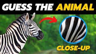 Guess The Animal By The Close Up-Picture