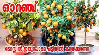 വീടിൻ്റെ ടെറസ്സിൽ നിറയെ ഓറഞ്ച് വിളയിക്കാംOrange Harvesting on terraceTerrace Gardening#orange