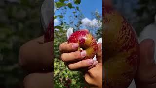 ya kali apel malang #fruit #reels #buah