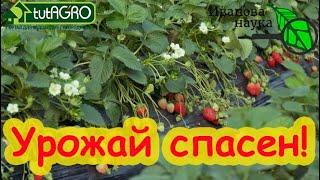 ЗЕМЛЯНИКА  КЛУБНИКА СПАСЕНА Вот чем надо обработать кусты чтобы пропали все болезни и вредители